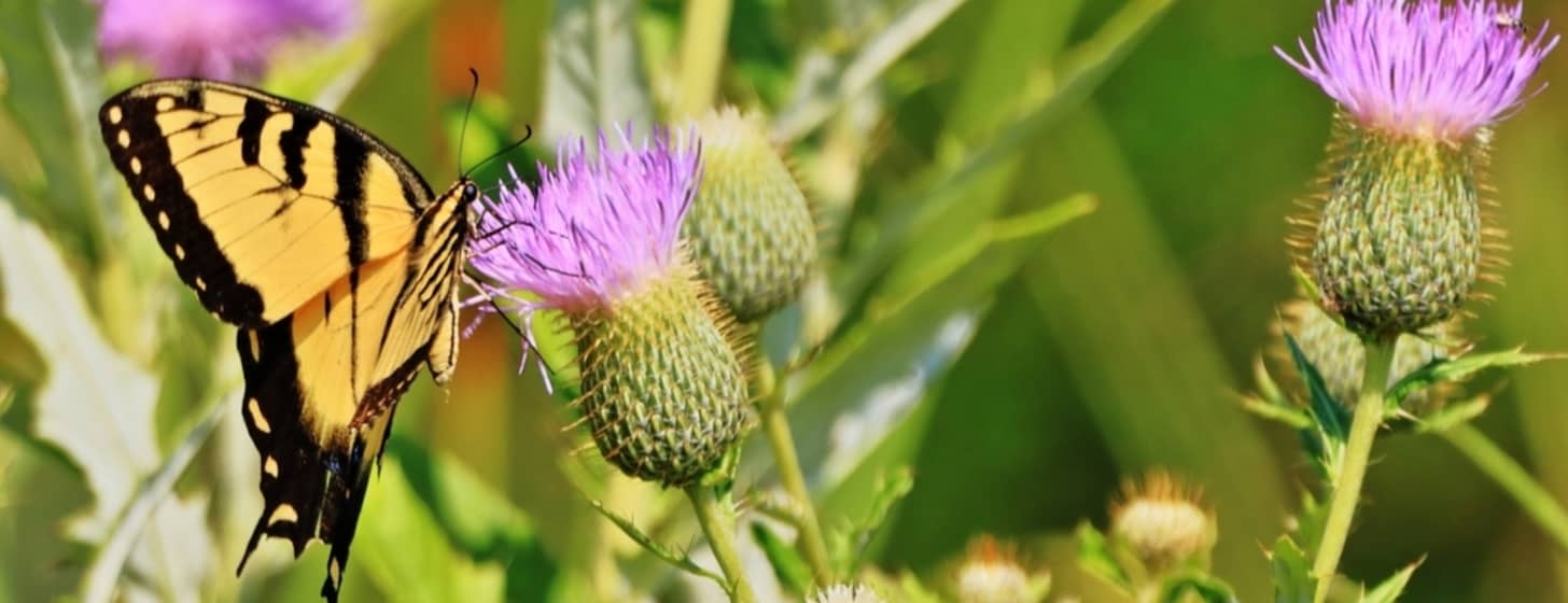 Blumenwiesen pflanzen mit MAXENERGY
